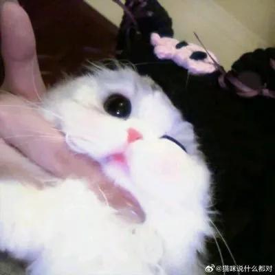 わたあめの写真