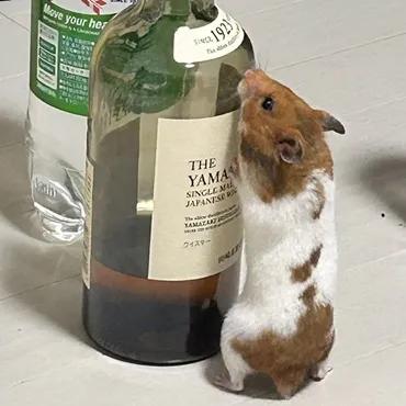 image 170354